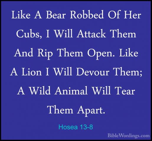 Hosea 13-8 - Like A Bear Robbed Of Her Cubs, I Will Attack Them ALike A Bear Robbed Of Her Cubs, I Will Attack Them And Rip Them Open. Like A Lion I Will Devour Them; A Wild Animal Will Tear Them Apart. 