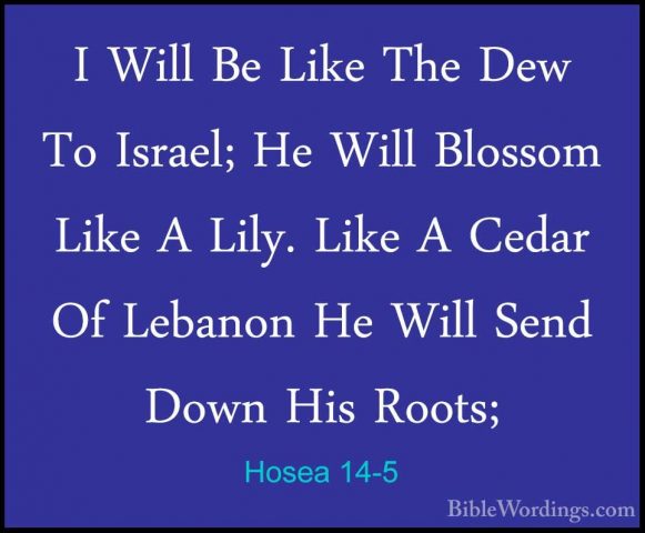Hosea 14-5 - I Will Be Like The Dew To Israel; He Will Blossom LiI Will Be Like The Dew To Israel; He Will Blossom Like A Lily. Like A Cedar Of Lebanon He Will Send Down His Roots; 