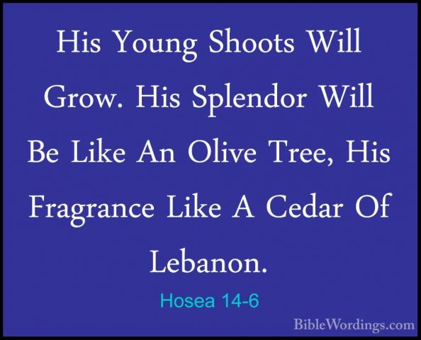 Hosea 14-6 - His Young Shoots Will Grow. His Splendor Will Be LikHis Young Shoots Will Grow. His Splendor Will Be Like An Olive Tree, His Fragrance Like A Cedar Of Lebanon. 