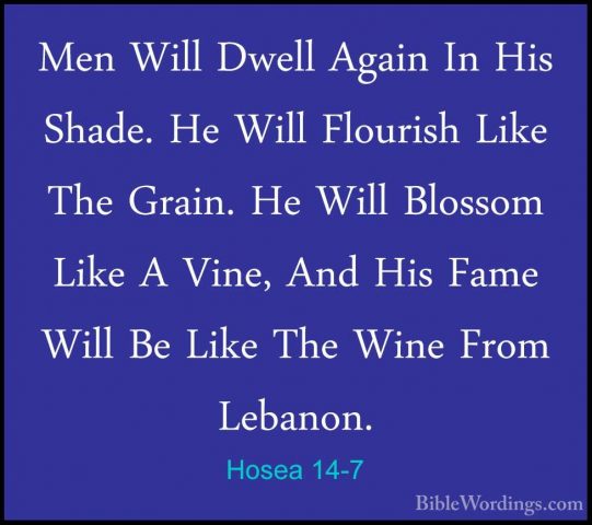 Hosea 14-7 - Men Will Dwell Again In His Shade. He Will FlourishMen Will Dwell Again In His Shade. He Will Flourish Like The Grain. He Will Blossom Like A Vine, And His Fame Will Be Like The Wine From Lebanon. 