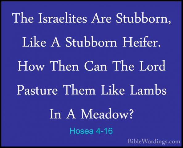 Hosea 4-16 - The Israelites Are Stubborn, Like A Stubborn Heifer.The Israelites Are Stubborn, Like A Stubborn Heifer. How Then Can The Lord Pasture Them Like Lambs In A Meadow? 