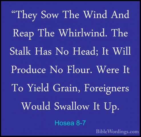Hosea 8-7 - "They Sow The Wind And Reap The Whirlwind. The Stalk"They Sow The Wind And Reap The Whirlwind. The Stalk Has No Head; It Will Produce No Flour. Were It To Yield Grain, Foreigners Would Swallow It Up. 
