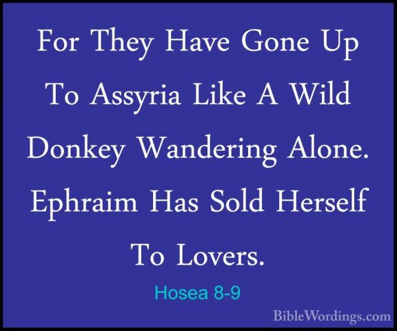 Hosea 8-9 - For They Have Gone Up To Assyria Like A Wild Donkey WFor They Have Gone Up To Assyria Like A Wild Donkey Wandering Alone. Ephraim Has Sold Herself To Lovers. 