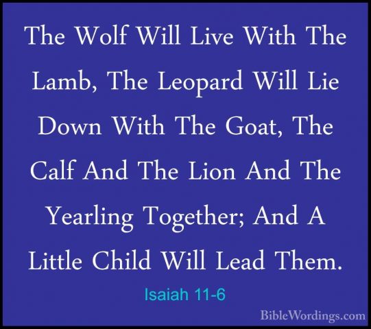Isaiah 11-6 - The Wolf Will Live With The Lamb, The Leopard WillThe Wolf Will Live With The Lamb, The Leopard Will Lie Down With The Goat, The Calf And The Lion And The Yearling Together; And A Little Child Will Lead Them. 