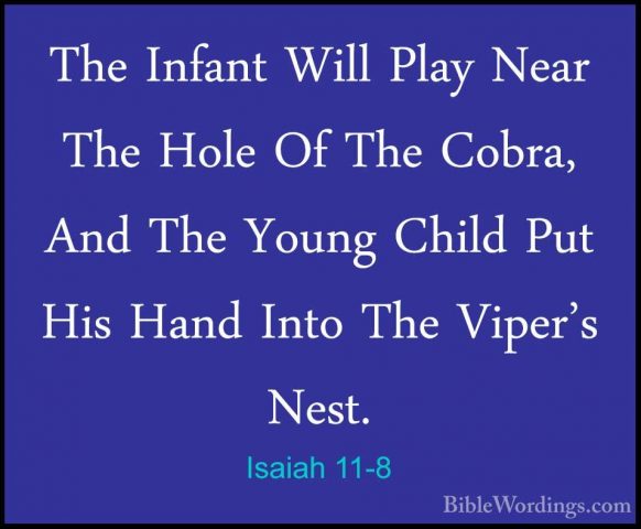 Isaiah 11-8 - The Infant Will Play Near The Hole Of The Cobra, AnThe Infant Will Play Near The Hole Of The Cobra, And The Young Child Put His Hand Into The Viper's Nest. 