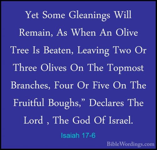 Isaiah 17-6 - Yet Some Gleanings Will Remain, As When An Olive TrYet Some Gleanings Will Remain, As When An Olive Tree Is Beaten, Leaving Two Or Three Olives On The Topmost Branches, Four Or Five On The Fruitful Boughs," Declares The Lord , The God Of Israel. 