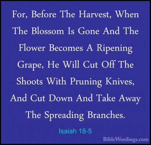 Isaiah 18-5 - For, Before The Harvest, When The Blossom Is Gone AFor, Before The Harvest, When The Blossom Is Gone And The Flower Becomes A Ripening Grape, He Will Cut Off The Shoots With Pruning Knives, And Cut Down And Take Away The Spreading Branches. 