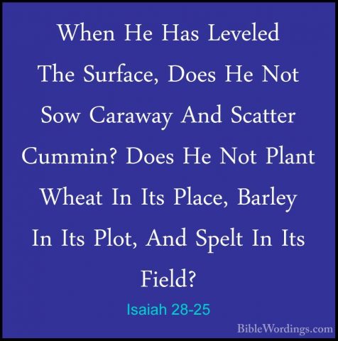 Isaiah 28-25 - When He Has Leveled The Surface, Does He Not Sow CWhen He Has Leveled The Surface, Does He Not Sow Caraway And Scatter Cummin? Does He Not Plant Wheat In Its Place, Barley In Its Plot, And Spelt In Its Field? 
