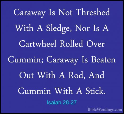Isaiah 28-27 - Caraway Is Not Threshed With A Sledge, Nor Is A CaCaraway Is Not Threshed With A Sledge, Nor Is A Cartwheel Rolled Over Cummin; Caraway Is Beaten Out With A Rod, And Cummin With A Stick. 