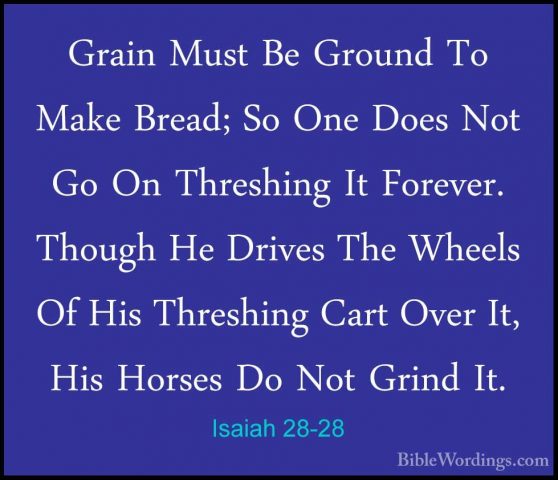 Isaiah 28-28 - Grain Must Be Ground To Make Bread; So One Does NoGrain Must Be Ground To Make Bread; So One Does Not Go On Threshing It Forever. Though He Drives The Wheels Of His Threshing Cart Over It, His Horses Do Not Grind It. 