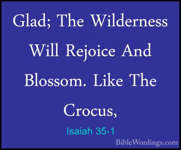 Isaiah 35-1 - Glad; The Wilderness Will Rejoice And Blossom. LikeGlad; The Wilderness Will Rejoice And Blossom. Like The Crocus, 