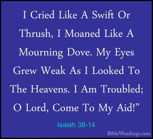 Isaiah 38-14 - I Cried Like A Swift Or Thrush, I Moaned Like A MoI Cried Like A Swift Or Thrush, I Moaned Like A Mourning Dove. My Eyes Grew Weak As I Looked To The Heavens. I Am Troubled; O Lord, Come To My Aid!" 