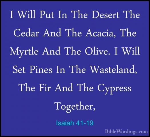 Isaiah 41-19 - I Will Put In The Desert The Cedar And The Acacia,I Will Put In The Desert The Cedar And The Acacia, The Myrtle And The Olive. I Will Set Pines In The Wasteland, The Fir And The Cypress Together, 