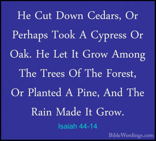 Isaiah 44-14 - He Cut Down Cedars, Or Perhaps Took A Cypress Or OHe Cut Down Cedars, Or Perhaps Took A Cypress Or Oak. He Let It Grow Among The Trees Of The Forest, Or Planted A Pine, And The Rain Made It Grow. 