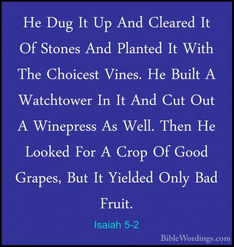 Isaiah 5-2 - He Dug It Up And Cleared It Of Stones And Planted ItHe Dug It Up And Cleared It Of Stones And Planted It With The Choicest Vines. He Built A Watchtower In It And Cut Out A Winepress As Well. Then He Looked For A Crop Of Good Grapes, But It Yielded Only Bad Fruit. 