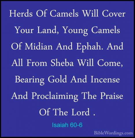 Isaiah 60-6 - Herds Of Camels Will Cover Your Land, Young CamelsHerds Of Camels Will Cover Your Land, Young Camels Of Midian And Ephah. And All From Sheba Will Come, Bearing Gold And Incense And Proclaiming The Praise Of The Lord . 