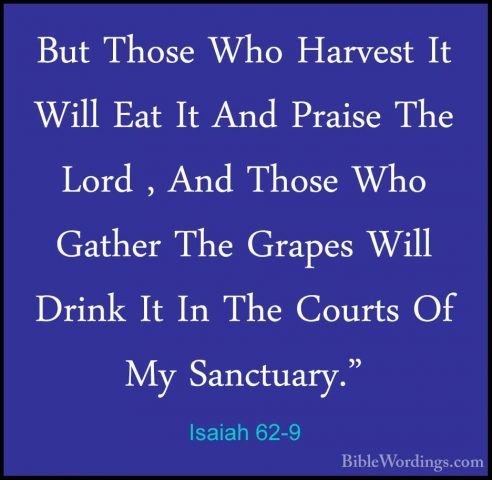 Isaiah 62-9 - But Those Who Harvest It Will Eat It And Praise TheBut Those Who Harvest It Will Eat It And Praise The Lord , And Those Who Gather The Grapes Will Drink It In The Courts Of My Sanctuary." 