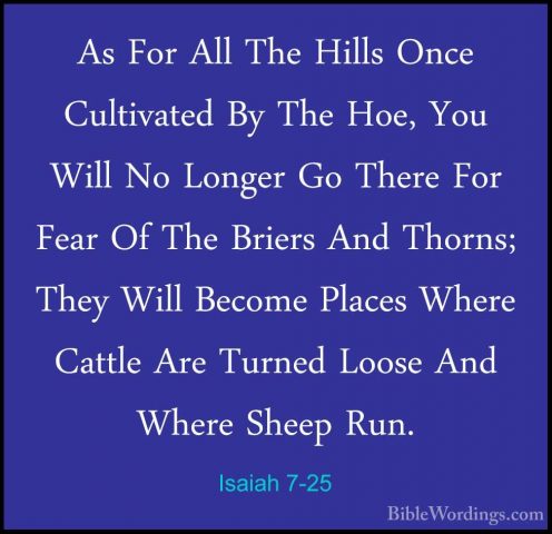 Isaiah 7-25 - As For All The Hills Once Cultivated By The Hoe, YoAs For All The Hills Once Cultivated By The Hoe, You Will No Longer Go There For Fear Of The Briers And Thorns; They Will Become Places Where Cattle Are Turned Loose And Where Sheep Run.