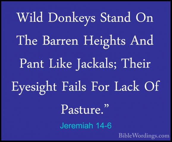 Jeremiah 14-6 - Wild Donkeys Stand On The Barren Heights And PantWild Donkeys Stand On The Barren Heights And Pant Like Jackals; Their Eyesight Fails For Lack Of Pasture." 