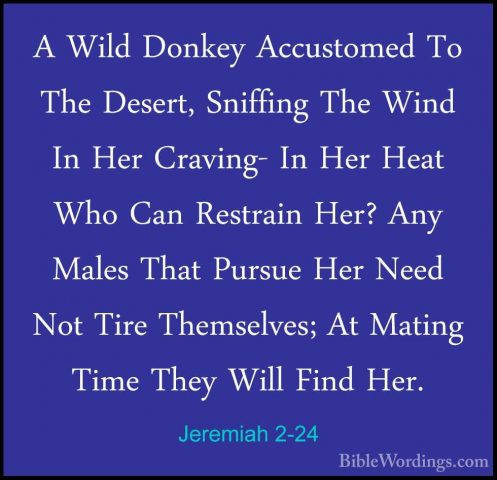 Jeremiah 2-24 - A Wild Donkey Accustomed To The Desert, SniffingA Wild Donkey Accustomed To The Desert, Sniffing The Wind In Her Craving- In Her Heat Who Can Restrain Her? Any Males That Pursue Her Need Not Tire Themselves; At Mating Time They Will Find Her. 