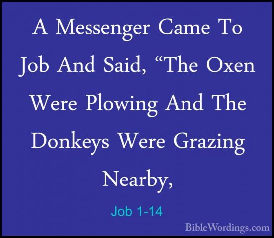 Job 1-14 - A Messenger Came To Job And Said, "The Oxen Were PlowiA Messenger Came To Job And Said, "The Oxen Were Plowing And The Donkeys Were Grazing Nearby, 
