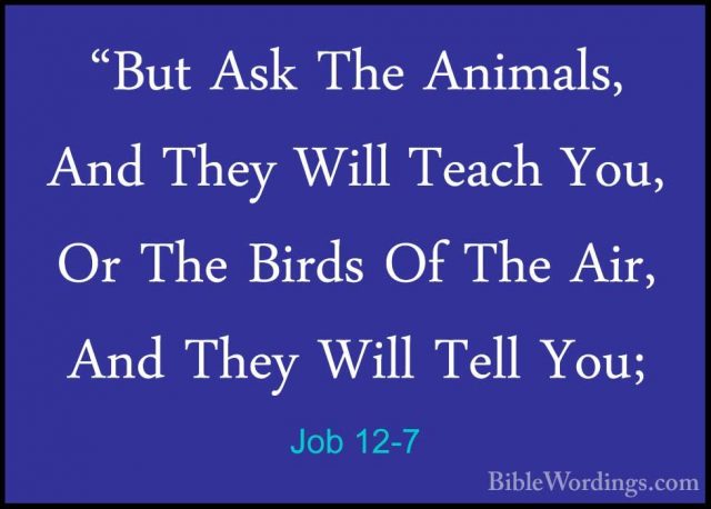 Job 12-7 - "But Ask The Animals, And They Will Teach You, Or The"But Ask The Animals, And They Will Teach You, Or The Birds Of The Air, And They Will Tell You; 