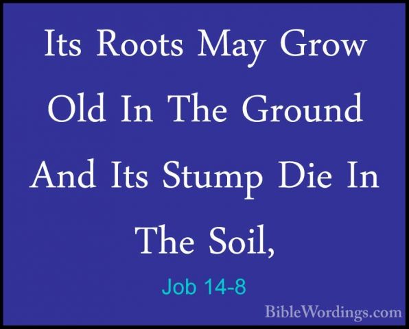 Job 14-8 - Its Roots May Grow Old In The Ground And Its Stump DieIts Roots May Grow Old In The Ground And Its Stump Die In The Soil, 