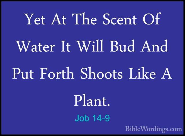 Job 14-9 - Yet At The Scent Of Water It Will Bud And Put Forth ShYet At The Scent Of Water It Will Bud And Put Forth Shoots Like A Plant. 