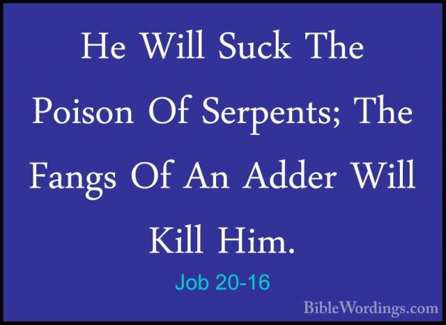 Job 20-16 - He Will Suck The Poison Of Serpents; The Fangs Of AnHe Will Suck The Poison Of Serpents; The Fangs Of An Adder Will Kill Him. 