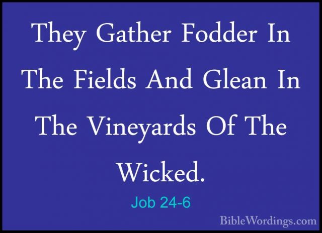 Job 24-6 - They Gather Fodder In The Fields And Glean In The VineThey Gather Fodder In The Fields And Glean In The Vineyards Of The Wicked. 