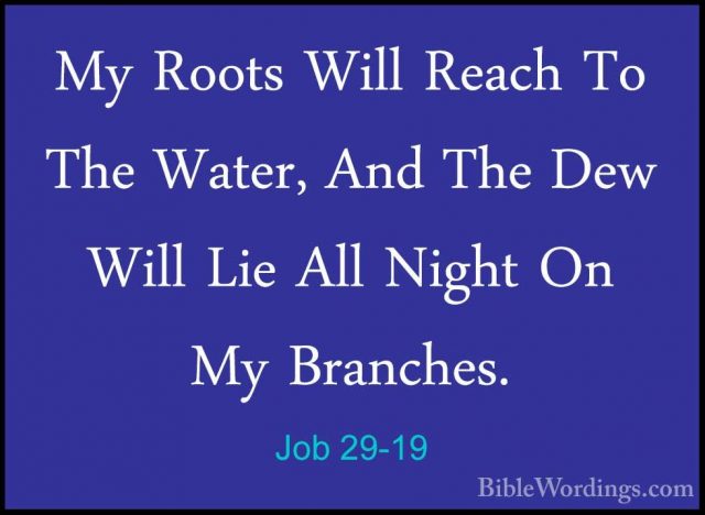 Job 29-19 - My Roots Will Reach To The Water, And The Dew Will LiMy Roots Will Reach To The Water, And The Dew Will Lie All Night On My Branches. 