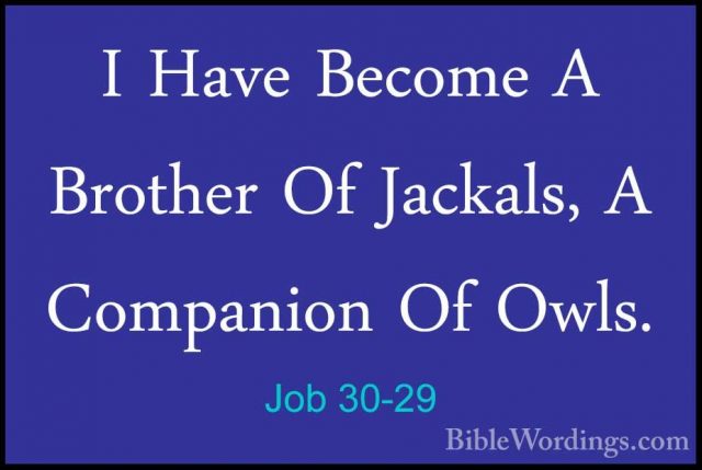 Job 30-29 - I Have Become A Brother Of Jackals, A Companion Of OwI Have Become A Brother Of Jackals, A Companion Of Owls. 