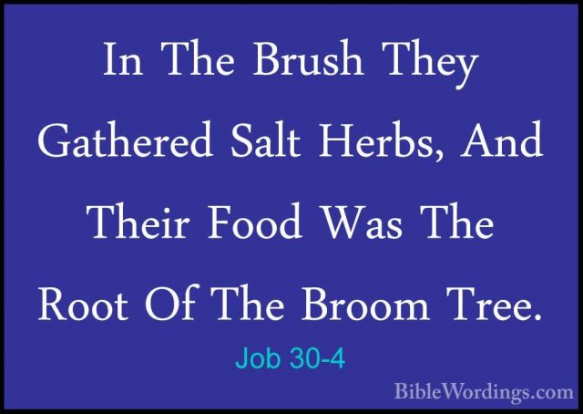 Job 30-4 - In The Brush They Gathered Salt Herbs, And Their FoodIn The Brush They Gathered Salt Herbs, And Their Food Was The Root Of The Broom Tree. 