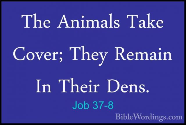 Job 37-8 - The Animals Take Cover; They Remain In Their Dens.The Animals Take Cover; They Remain In Their Dens. 