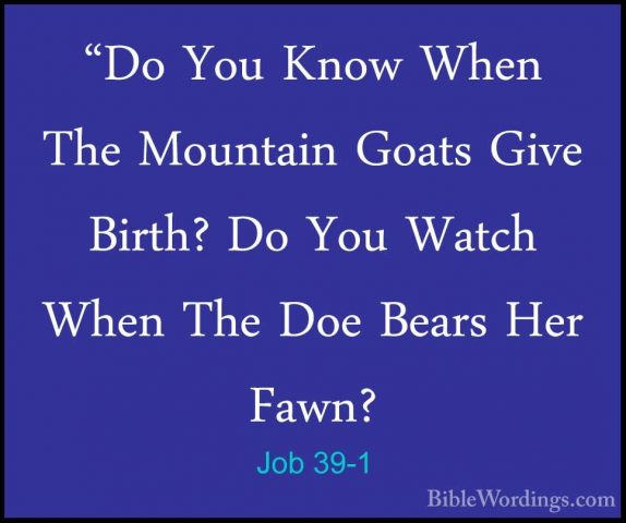 Job 39-1 - "Do You Know When The Mountain Goats Give Birth? Do Yo"Do You Know When The Mountain Goats Give Birth? Do You Watch When The Doe Bears Her Fawn? 
