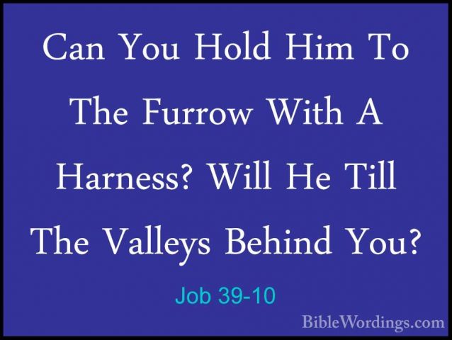 Job 39-10 - Can You Hold Him To The Furrow With A Harness? Will HCan You Hold Him To The Furrow With A Harness? Will He Till The Valleys Behind You? 