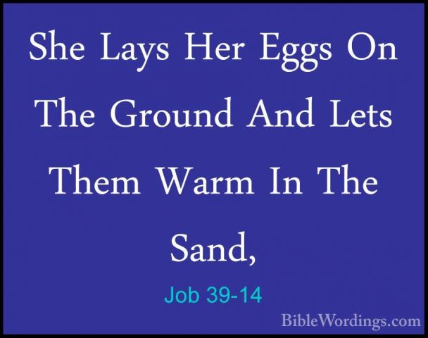 Job 39-14 - She Lays Her Eggs On The Ground And Lets Them Warm InShe Lays Her Eggs On The Ground And Lets Them Warm In The Sand, 