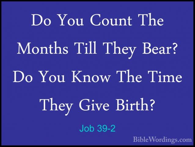 Job 39-2 - Do You Count The Months Till They Bear? Do You Know ThDo You Count The Months Till They Bear? Do You Know The Time They Give Birth? 
