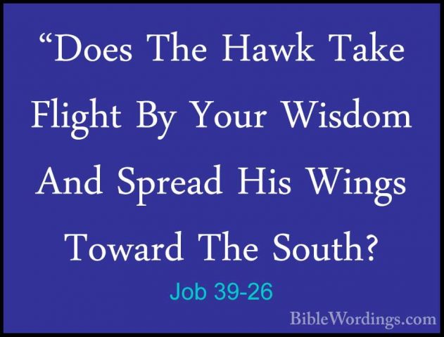 Job 39-26 - "Does The Hawk Take Flight By Your Wisdom And Spread"Does The Hawk Take Flight By Your Wisdom And Spread His Wings Toward The South? 