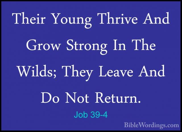 Job 39-4 - Their Young Thrive And Grow Strong In The Wilds; TheyTheir Young Thrive And Grow Strong In The Wilds; They Leave And Do Not Return. 