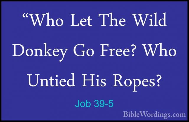 Job 39-5 - "Who Let The Wild Donkey Go Free? Who Untied His Ropes"Who Let The Wild Donkey Go Free? Who Untied His Ropes? 