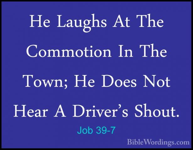 Job 39-7 - He Laughs At The Commotion In The Town; He Does Not HeHe Laughs At The Commotion In The Town; He Does Not Hear A Driver's Shout. 