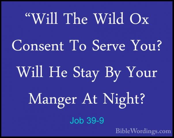 Job 39-9 - "Will The Wild Ox Consent To Serve You? Will He Stay B"Will The Wild Ox Consent To Serve You? Will He Stay By Your Manger At Night? 