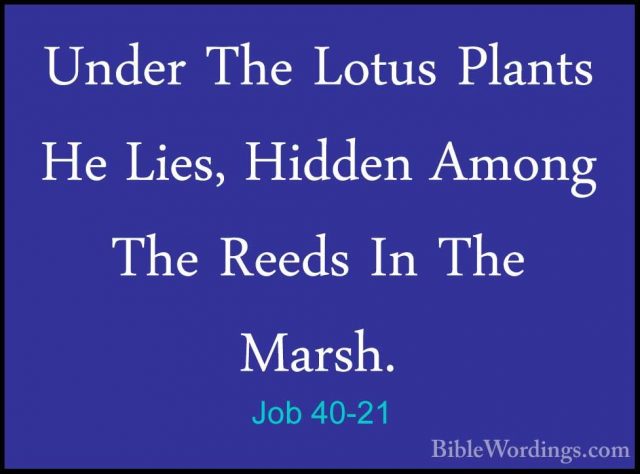 Job 40-21 - Under The Lotus Plants He Lies, Hidden Among The ReedUnder The Lotus Plants He Lies, Hidden Among The Reeds In The Marsh. 