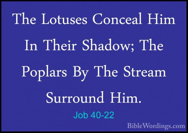 Job 40-22 - The Lotuses Conceal Him In Their Shadow; The PoplarsThe Lotuses Conceal Him In Their Shadow; The Poplars By The Stream Surround Him. 