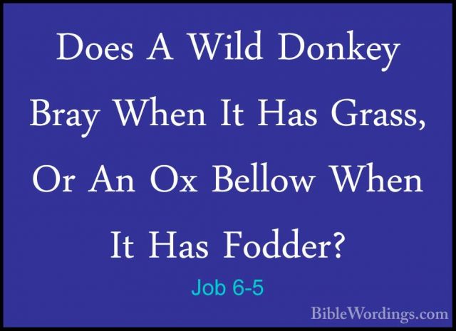 Job 6-5 - Does A Wild Donkey Bray When It Has Grass, Or An Ox BelDoes A Wild Donkey Bray When It Has Grass, Or An Ox Bellow When It Has Fodder? 