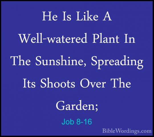 Job 8-16 - He Is Like A Well-watered Plant In The Sunshine, SpreaHe Is Like A Well-watered Plant In The Sunshine, Spreading Its Shoots Over The Garden; 