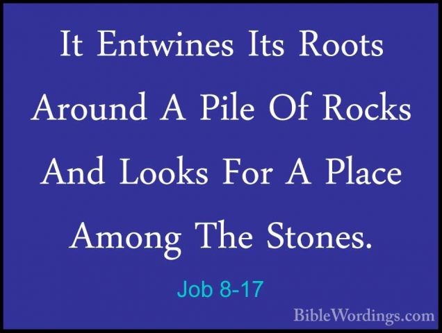 Job 8-17 - It Entwines Its Roots Around A Pile Of Rocks And LooksIt Entwines Its Roots Around A Pile Of Rocks And Looks For A Place Among The Stones. 