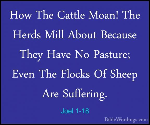 Joel 1-18 - How The Cattle Moan! The Herds Mill About Because TheHow The Cattle Moan! The Herds Mill About Because They Have No Pasture; Even The Flocks Of Sheep Are Suffering. 