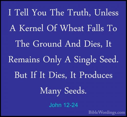 John 12-24 - I Tell You The Truth, Unless A Kernel Of Wheat FallsI Tell You The Truth, Unless A Kernel Of Wheat Falls To The Ground And Dies, It Remains Only A Single Seed. But If It Dies, It Produces Many Seeds. 